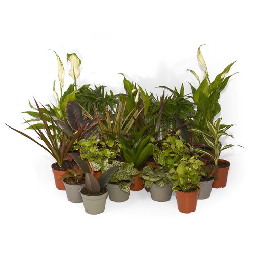 Collection of 20 Forest Mix Plants